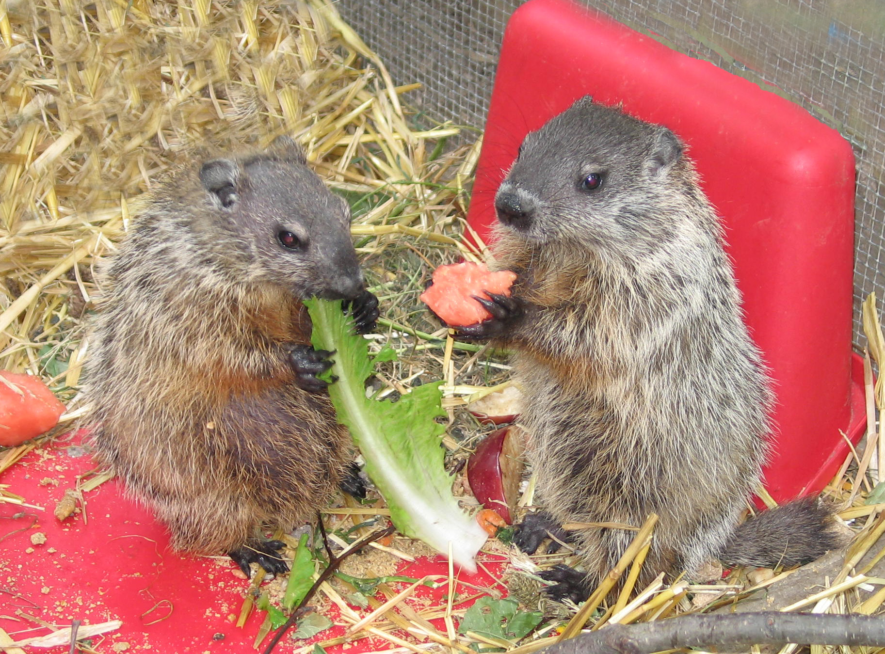 2011 his & her royal cuteness02