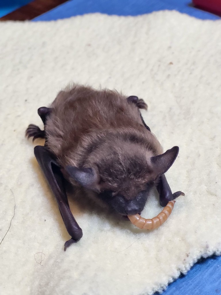 big brown enjoying mealworm02