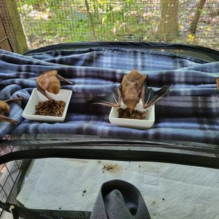 eastern reds in flight cage02