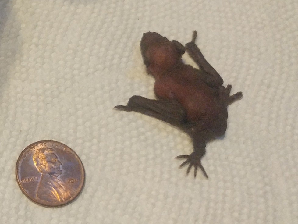 pup weighs less than penny02