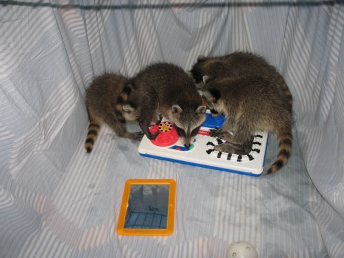 rac playpen1